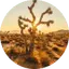 Joshua Tree icon