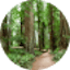 Redwoods Forest icon