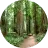 Redwoods Forest icon